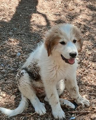 Cucciole montagna dei pirenei xxl