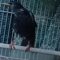 Storno comune maschio