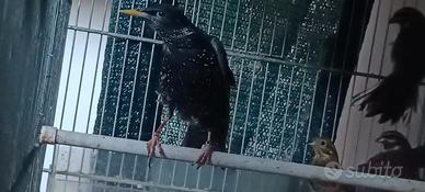 Storno comune maschio