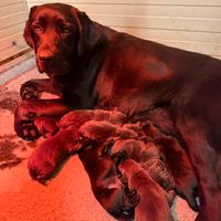 Cuccioli di Labrador con pedegree