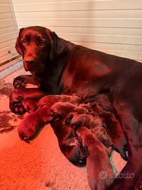 Cuccioli di Labrador con pedegree