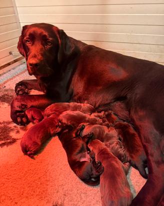 Cuccioli di Labrador con pedegree