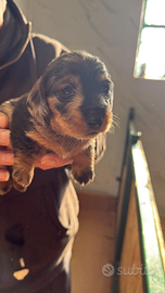 Bassotti a pelo duro