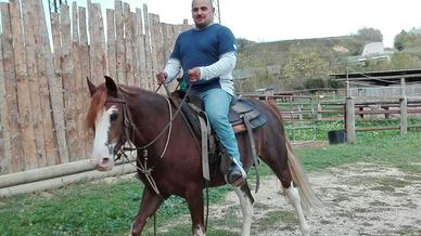 CAVALLO STUPENDO. CASTRONE PAINT