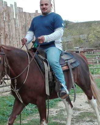 CAVALLO STUPENDO. CASTRONE PAINT