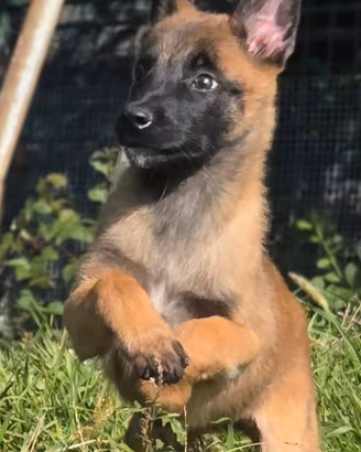 Cuccioli di pastore belga malinois