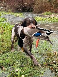 Cuccioli di Epagneul Breton