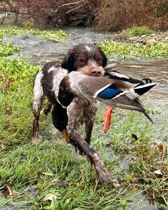 Cuccioli di Epagneul Breton