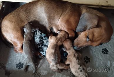 Cuccioli Bassotto