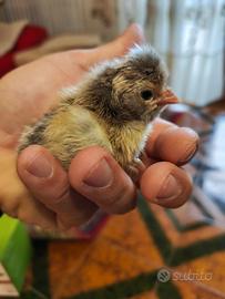 Pulcini marans e padovana