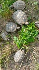Tartarughe di terra