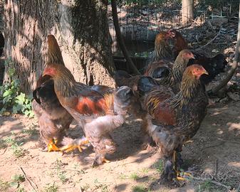 Brahma perniciato oro