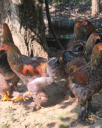 Brahma perniciato oro