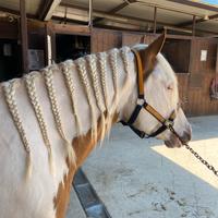 Castrone Paint Horse