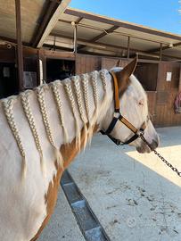 Castrone Paint Horse