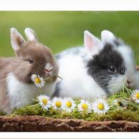 Mini pensione per coniglio