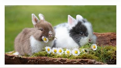 Mini pensione per coniglio