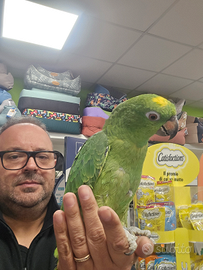 Amazzone fronte gialla