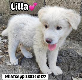 Cucciola 2 mesi mix maremmano adozione