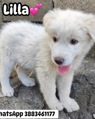 Cucciola 2 mesi mix maremmano adozione