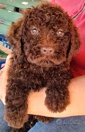 Lagotto romagnolo