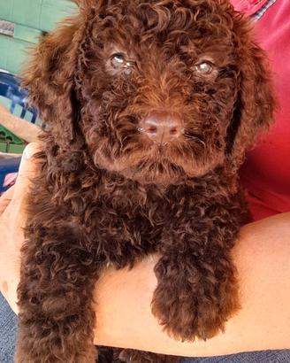 Lagotto romagnolo
