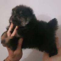 Spitz nano maschio