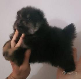 Spitz nano maschio