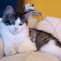 Maine coon femmina