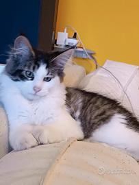 Maine coon femmina