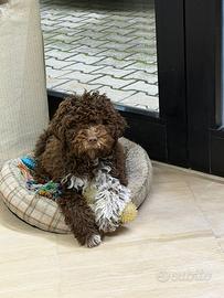 Lagotto romagnolo