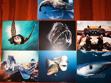 BBC EARTH-KOCH MEDIA SERIE COMPLETA 7 STAMPE PESCI