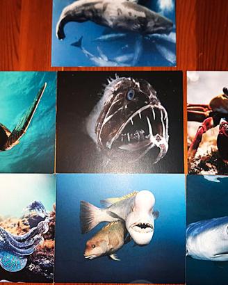 BBC EARTH-KOCH MEDIA SERIE COMPLETA 7 STAMPE PESCI
