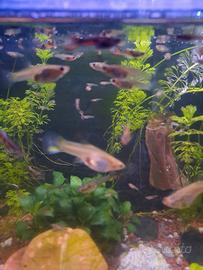 Pesci Guppy