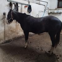 Quarter,Paint, Appaloosa,cavallo