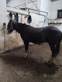 Quarter,Paint, Appaloosa,cavallo