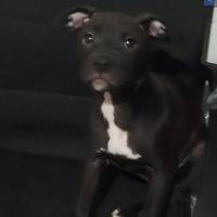 Incrocio Red nose e simil labrador