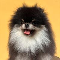 Spitz di pomerania "monta"