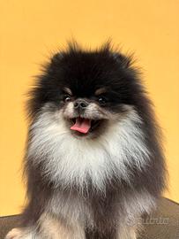Spitz di pomerania "monta"