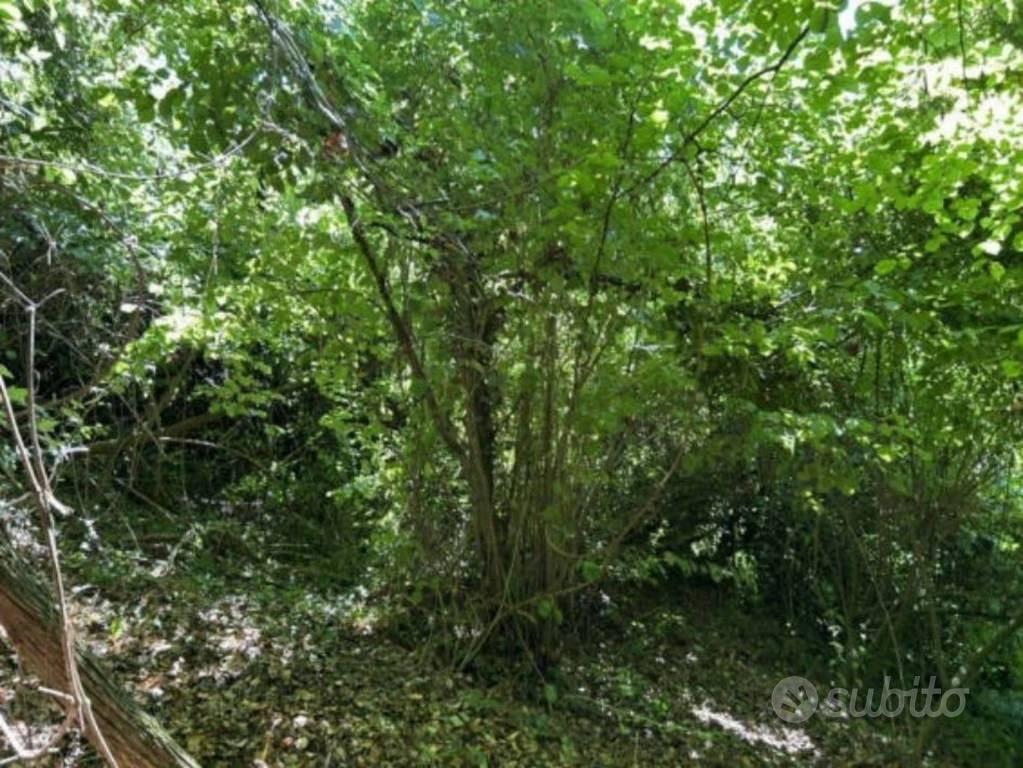 Immobile in asta di 3402 m² a Piozzo - Vista 4