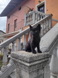 Gatto nero
