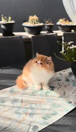 Gatti Persiani e Exotic e
