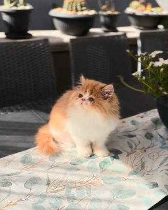 Gatti Persiani e Exotic e