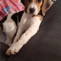 Cucciolo beagle tricolore 4 mesi