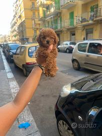 Barboncino toy