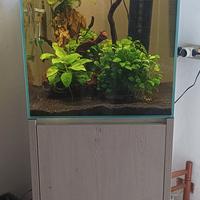 acquario acqua dolce