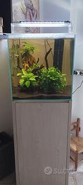 acquario acqua dolce