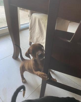 3 cucciole di cane di 2 mesi