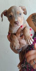 Pitbull