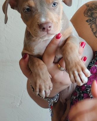 Pitbull